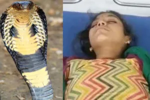 नाग-नागिन की अजब-गजब प्रेम कहानी, चार साल में 13 बार डसा.... फिर भी मौत को टक्कर देकर आ जाती है मोहब्बत 