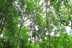 नालंदा में जल-जीवन-हरियाली को मिली रफ्तार, 16 योजनाओं को मिली लाखों की मंजूरी 