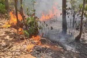 पीलीभीत: PTR में चल रहे थे आग रोकने के इंतजाम, उधर लग गई आग...बुझाने में जुटी टीमें