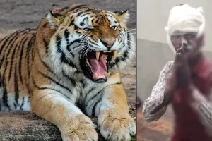 लखीमपुर खीरी: बाघ के हमले से दहशत...खेत की रखवाली कर रहे किसान को किया घायल