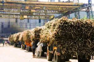 बरेली : नोटिस पर नोटिस...नवाबगंज और बहेड़ी चीनी मिल के विरुद्ध आरसी जारी कराने की तैयारी