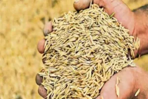 लखीमपुर खीरी: गेहूं खरीद के लिए बनाए गए 159 केंद्र, 2425 रुपये क्विंटल का मिलेगा भाव