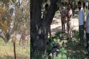 अमरोहा : 5 किलो का बाट चोरी करने पर युवक को दी तालिबानी सजा, घसीट कर बाग में ले गए, फिर बेदर्दी से पीटा