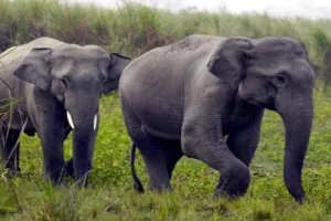 पीलीभीत: हाथियों को घेरें नहीं बल्कि उन्हें रास्ता दें, भगाने के लिए जलाएं सूखी मिर्च