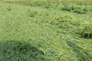 कासगंज: पछुआ हवाओं ने बढ़ाईं गेहूं के किसानों के माथे पर चिंता