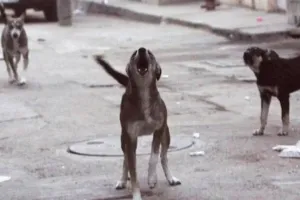 कासगंज: आदमखोर कुत्तों के आतंक से दहशत...एक मासूम की मौत, तीन घायल