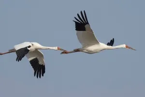 पीलीभीत: पहले किया साइबेरियन पक्षी का शिकार और फिर पकाने लगे मांस...एक गिरफ्तार, पांच भागे