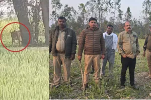 शाहजहांपुर: खुटार वन रेंज में बाघ की दहशत...वीडियो वायरल