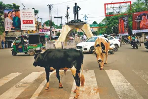 रोज निकलती है मवेशियों की फ्लीट, पीछे-पीछे चलता है यातायात     