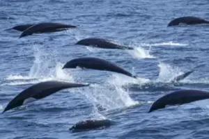 गंगा में बढ़ गई Dolphin की आबादी, 2,397 डॉल्फिन के साथ UP पहले स्थान