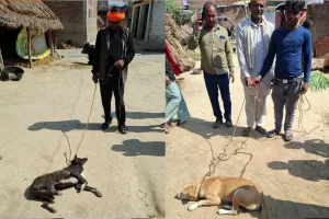 बहराइच: खैरीघाट में टीम ने तीन आवारा कुत्तों को पकड़ा, नसबंदी के बाद गांव में छोड़े जाएंगे कुत्ते
