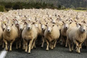 पटना में ओवर स्पीडिंग: अनियंत्रित ट्रक ने चरवाहे को रौंदने के बाद 17 भेड़ों को कुचला, मची अफरा तफरी