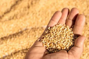 17 मार्च से UP सरकार करेगी गेहूं की खरीद, 48 घंटे के अंदर होगा भुगतान 