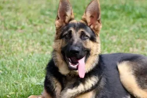 कानपुर: जर्मन शेफर्ड ने नोच-नोच कर वृद्ध मालकिन को उतारा मौत के घाट