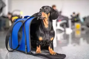 US : कुत्ते को नहीं मिली विमान में चढ़ने की अनुमति, गुस्साई महिला ने हवाई अड्डे के शौचालय में डुबोकर मार डाला