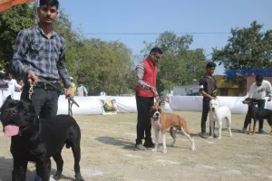 कानपुर में Dog शो का आयोजन: चीन, मेक्सिको, अमेरिका समेत कई देशों के डॉग, देखने के लोग जुटे, देखें- PHOTOS