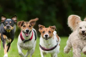 Kanpur: माफ कीजिए, कुत्ते काटते रहेंगे-मौत बांटते रहेंगे, अधिकारी बोले- हमारे हाथ नियम-कानून से बंधे, कुछ नहीं कर सकते
