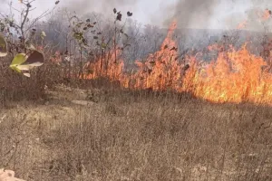 रुक नहीं रहा सिलसिला, अब कल्चिहा जंगल में लगी आग; चित्रकूट में भारी तादाद में वन संपदा के नुकसान की आशंका... 