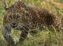 तेंदुआ से ग्रामीणों की सुरक्षा करने की मांग 