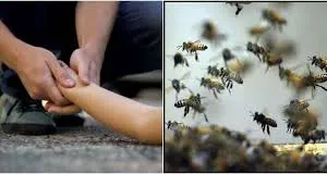 चकलुवा में मधुमक्खियों के हमले में आधे दर्जन से ज्यादा लोग घायल            