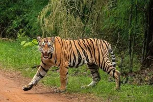 गौशाला में घुसा बाघ, गाय और बछड़े को बनाया निवाला      