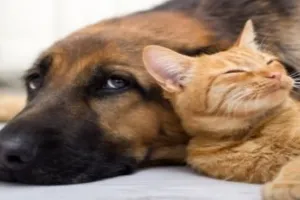 कुत्ते-बिल्लियों में भी बढ़ रही वायरल की समस्या  