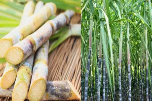 लखीमपुर खीरी: गन्ने की पैदावार बढ़ाने का ये है खास तरीका, अधिकारियों ने दी सलाह