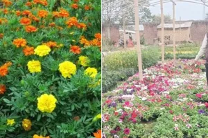 Bareilly: 8वीं तक की पढ़ाई और अब खुद लोगों को दे रहे रोजगार, फूलों की खेती ने बदल दिया जीवन!