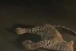 बिजनौर : अज्ञात वाहन की टक्कर से गर्भवती मादा गुलदार की मौत, वन विभाग ने पोस्टमार्टम के लिए भेजा