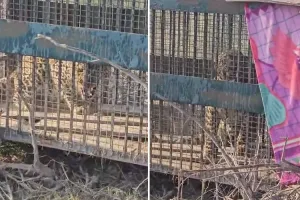 Rampur News : करीमपुर के जंगल में पिंजरे में कैद हुआ तेंदुआ, ग्रामीणों ने ली राहत की सांस 