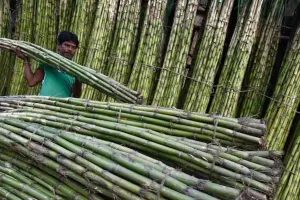 Bareilly: गन्ने की अच्छी पैदावार के लिए किसान अपनाएं वैज्ञानिक विधि