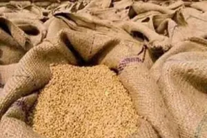 मुरादाबाद मंडल के 348 केंद्रों पर आज से होगी गेहूं की खरीद, तैयारियां पूरी