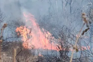 Chitrakoot में रानीपुर टाइगर रिजर्व में आग: ग्रामीण बोले- कई हिस्से आए चपेट में, दुर्लभ जीव-जंतुओं व वन संपदा पर बढ़ा खतरा