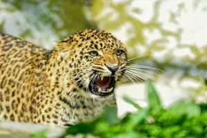 बहराइच: फसल देखने जा रहे किसान पर तेंदुए ने किया हमला, ग्रामीणों में दहशत