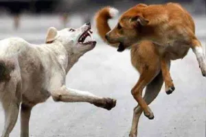 अमेरिका : बेटी के 50 से अधिक पालतू कुत्तों ने किया हमला, मां की मौत...महिला गिरफ्तार  