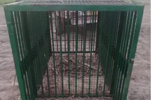 बिजनौर : गुलदार को पकड़ने के लिए वन विभाग ने लगाया पिंजरा, चोरी कर ले गए चोर...ग्रामीणों में डर का माहौल