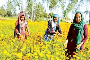 Moradabad : फुलवन मा महक तुम्हीं से है...स्वयं सहायता समूह बनाकर दो महिलाओं ने फूलों की खेती से बदली दर्जनों महिलाओं की किस्मत