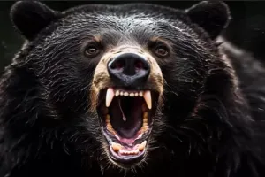 पीलीभीत: भालू आया...भालू आया का मचा शोर, माला कॉलोनी के आबादी क्षेत्र में फैली दहशत