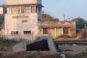 बिजनौर : रेलवे ट्रैक पर घूम रहे आवारा पशुओं की ट्रेन की चपेट में आने से मौत, प्रशासन की लापरवाही उजागर!