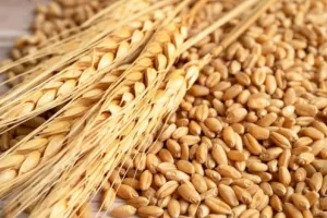 पीलीभीत: पांच क्रय एजेंसियों के कम पंजीकरण पर डीएम नाराज, दिए सख्त निर्देश