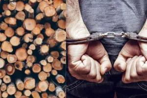 पीलीभीत: पीटीआर में लकड़ी तस्करी का पर्दाफाश, एक गिरफ्तार