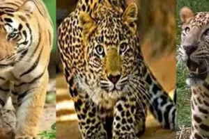 शाहजहांपुर में बाघ और तेंदुए का आतंक जारी, पशुओं का कर रहे शिकार