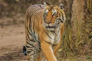 पीलीभीत: बाघ ने मजदूर पर किया हमला, साथी मजदूरों के शोर मचाने से बची जान