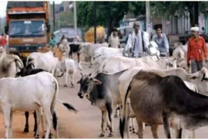 शाहजहांपुर: छुट्टा पशुओं के हमले से लोग परेशान, सरकार से मांग रहे मदद 