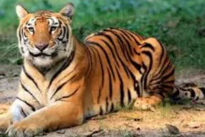 शाजहांपुर: बाघ ने माती माफी गांव में घुसने की कोशिश, शोरगुल के बाद गन्ने के खेत में भागा