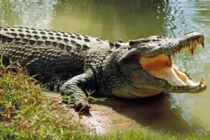 शाहजहांपुर: कांट क्षेत्र में नाले के पास मगरमच्छ का हमला, ग्रामीणों में दहशत