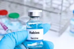 बदायूं जिला अस्पताल में एंटी रेबीज इंजेक्शन की भारी मांग, 300 से अधिक मरीजों को लगाया इंजेक्शन