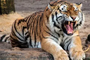 पीलीभीत में गन्ने के खेत में बाघ की दहाड़, ग्रामीणों में दहशत