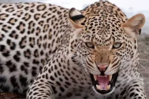 लखीमपुर खीरी: तेंदुए के हमले से दो बकरियां मरीं, वन विभाग अलर्ट