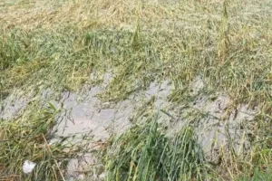 बदायूं में आंधी-बारिश से गेहूं को हुआ नुकसान, पैदावार में कमी का खतरा